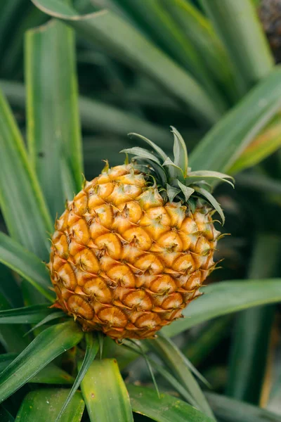 Azores 'deki ananas tarlaları. Lezzetli ananas yetiştiren yemyeşil tarlaları keşfedin. Bu, Azorean arazisinin ortasında eşsiz bir tarım hazinesidir. Yüksek kalite fotoğraf