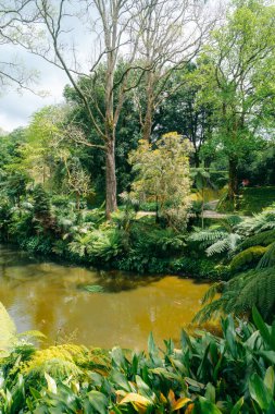 Park Terra Nostra: Portekiz 'in Azores kentindeki verimli bir botanik bahçesi, burada güzellik gelişiyor ve rahatlama ve keşif için huzurlu bir vaha sunuyor. Yüksek kalite fotoğraf