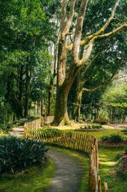 Park Terra Nostra: Portekiz 'in Azores kentindeki verimli bir botanik bahçesi, burada güzellik gelişiyor ve rahatlama ve keşif için huzurlu bir vaha sunuyor. Yüksek kalite fotoğraf