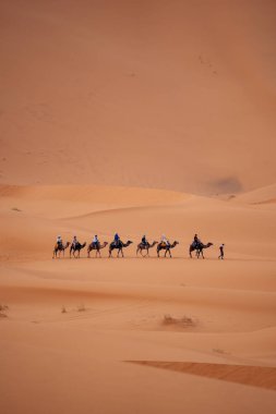 Sahra Fas 'taki develer: Bu nazik yaratıkların üzerinde çöl yolculuklarını tecrübe edin, engin kumulları keşfedin ve Sahra' nın büyüsünü kucaklayın. Yüksek kalite fotoğraf