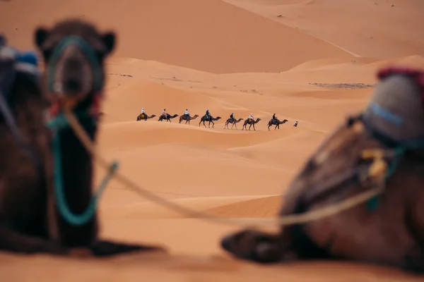 Camels Sahara Maroc Vivez Des Voyages Dans Désert Sommet Ces — Photo