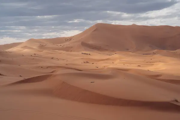 Sahara Maroc Majestueuse Étendue Désertique Offrant Des Dunes Dorées Des — Photo
