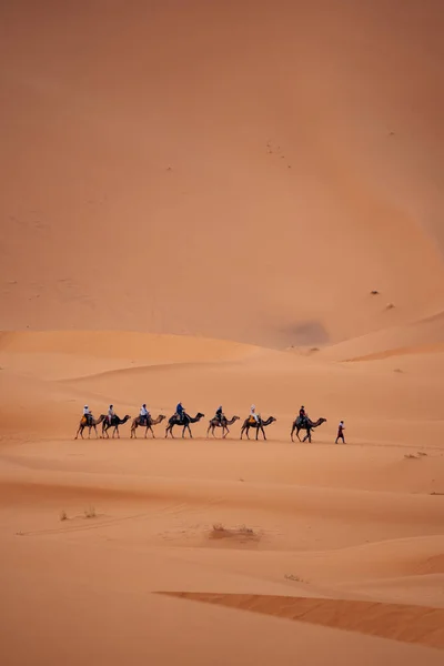Kamele Der Sahara Marokko Erleben Sie Wüstenreisen Auf Diesen Sanften — Stockfoto