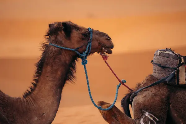 Camels Sahara Maroc Vivez Des Voyages Dans Désert Sommet Ces — Photo