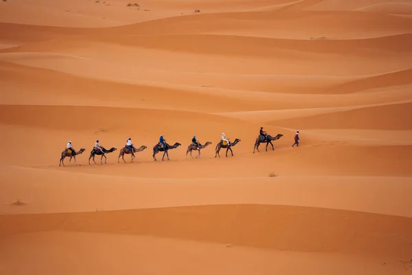 サハラ モロッコのカメル これらの優しい生き物の上に砂漠の旅を体験し 広大な砂丘を探検し サハラの魔法を受け入れます 高品質の写真 — ストック写真