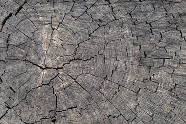 Ağaç halkaları eskimiş ahşap dokular ve kesilmiş kütüklerin kesitleri..