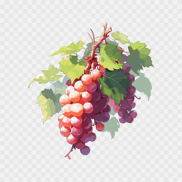 Dessin Animé Vectoriel Détaillé Raisin Fruit Des Fruits Doux Illustration — Image vectorielle