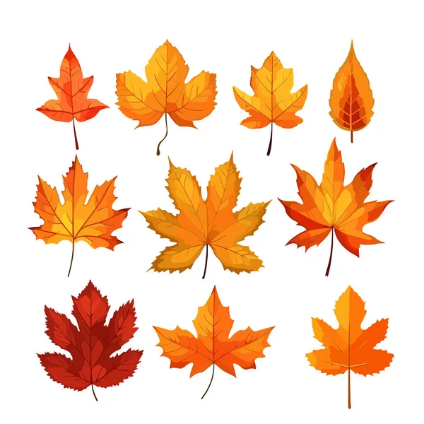 Podzimní Listy Nastaveny Izolované Bílém Pozadí Javorový List Podzimní Listy — Stockový vektor
