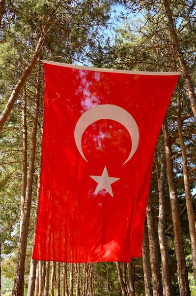 stock image Large Turkish flag hanging from an avenue of trees. No people.