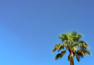 Palm tree isolated against a clear blue sky. No people. Copy space.