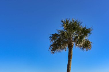 Tropical palm tree isolated against a clear deep blue sky. No people, Copy space.