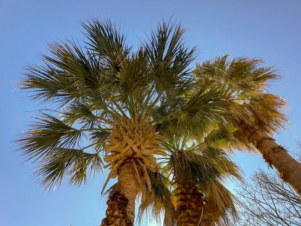 Aşağıdan Görünen Geniş Palmiye Ağaçları Açık Bir Gökyüzüne Karşı Kimse — Stok fotoğraf