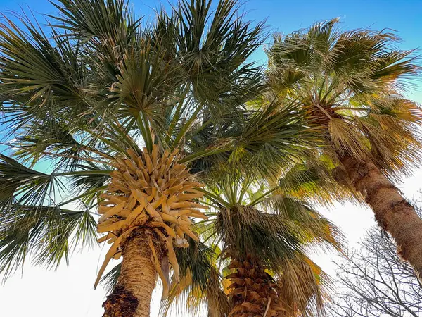 Aşağıdan Görünen Geniş Palmiye Ağaçları Açık Bir Gökyüzüne Karşı Kimse — Stok fotoğraf