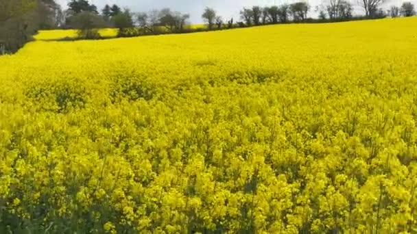 Vista Panorâmica Das Flores Amarelas Uma Colheita Colza Campo Panning — Vídeo de Stock
