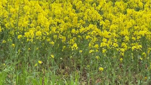 Vista Panorâmica Das Flores Amarelas Uma Colheita Colza Campo Preparar — Vídeo de Stock
