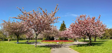 Cardiff, Galler - Nisan 2023: Çiçeklerin manzaralı manzarası ve Alexandra bahçelerinde çiçek açan Japon kiraz ağaçları, ki bu şehir merkezinde bir halk parkı.