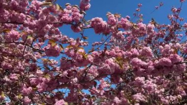 Kiraz ağacının dalları rüzgarda hafifçe esiyor.. 