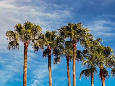 Tropikal bir tatil köyünde parlak mavi gökyüzüne karşı izole edilmiş palmiye ağaçları. İnsan yok. Arkaplan,