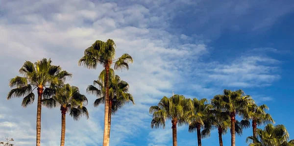 Tropikal Bir Tatil Beldesinde Parlak Bir Gökyüzüne Karşı Izole Edilmiş — Stok fotoğraf