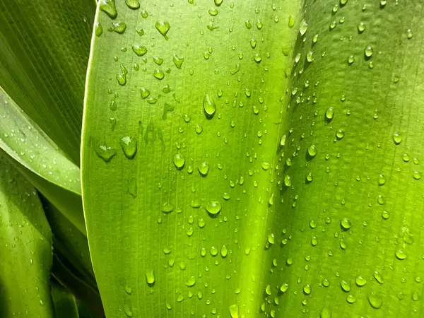 Közelről Láthatjuk Esőcseppeket Egy Trópusi Növény Nagy Levelén Háttérinformációk — Stock Fotó