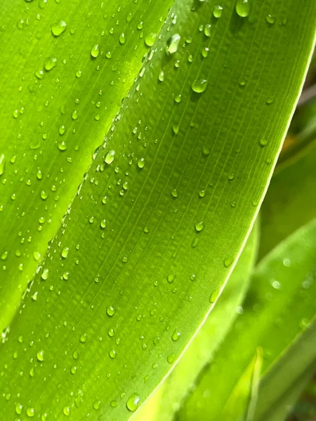 Крупним Планом Вид Дощ Падає Лист Великої Тропічної Рослини Після — стокове фото