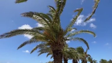 Palmiye dalları güçlü bir rüzgarla esiyor. Kimse yok..