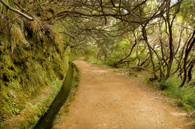 Portekiz 'in Madeira adasındaki bir levada su kanalı boyunca yürüyüş ve patikalardan birinin manzarası.