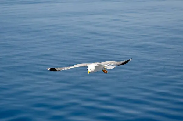 Mavi Bir Okyanusun Arka Planında Uçan Martı Nsan Yok Boşluğu — Stok fotoğraf