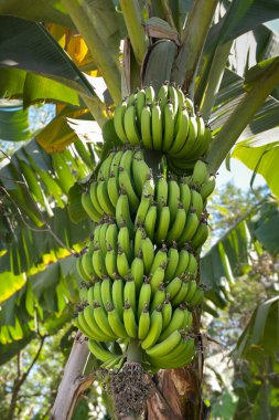 Güney Amerika 'da ağaçta olgunlaşan muzlar.