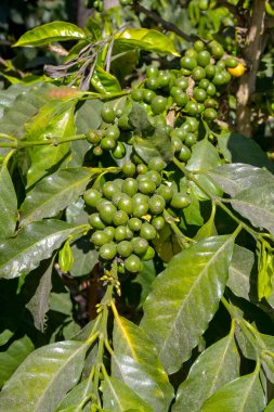 Güney Amerika 'da hasat için olgunlaşmadan önce kahve çekirdekleri.