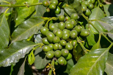 Güney Amerika 'da bir fidanlıkta olgunlaşan yeşil kahve çekirdekleri.