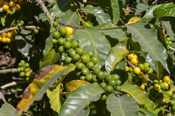 Taze kahve çekirdekleri olgunlaşmış bir bitkinin üzerinde olgunlaşmış bazı dallarda olgun sarı fasulyeler.