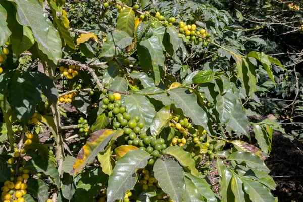 Taze kahve çekirdekleri olgunlaşmış bir bitkinin üzerinde olgunlaşmış bazı dallarda olgun sarı fasulyeler.