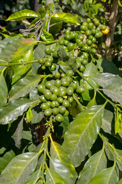Güney Amerika 'da hasat için olgunlaşmadan önce kahve çekirdekleri.