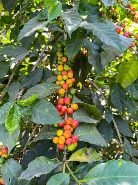 Güney Amerika 'da bir tarlada olgunlaşmış kahve çekirdekleri.