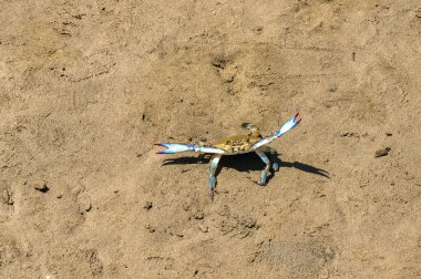 Kumsalda savunma pozisyonunda küçük bir yengeç.