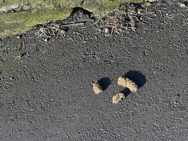 Dog faeces on the pavement of a residential area clipart