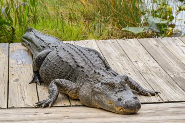 Everglades Ulusal Parkı 'ndaki tahta bir kaldırımda yatan büyük timsah.