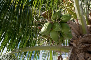 Ağaçta olgunlaşan hindistan cevizlerinin yakın görüntüsü