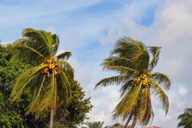Rüzgarda sallanan hindistan cevizli palmiye ağaçları
