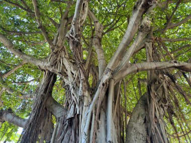 Close up view of the trunk of an old Banyan tree clipart