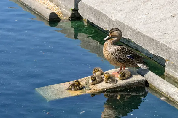 stock image Wild duck and brood of young duckings