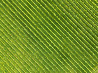 Birleşik Krallık 'ta bir üzüm bağındaki sarmaşık sıralarının havadan görüntüsü. Kimse yok..