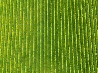 Birleşik Krallık 'ta bir üzüm bağındaki sarmaşık sıralarının havadan görüntüsü. Kimse yok..