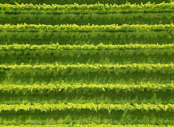 stock image Aerial view of rows of vines in a vineyard in the UK. No people.