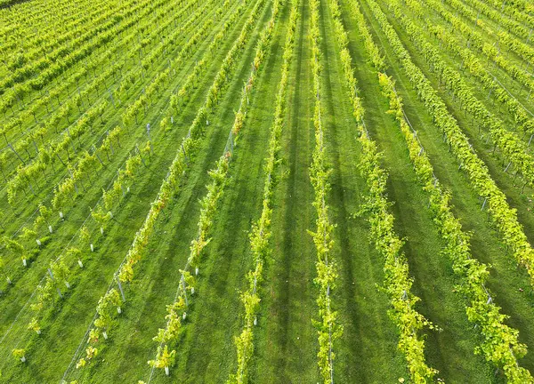 stock image Aerial view of rows of vines in a vineyard in the UK. No people.