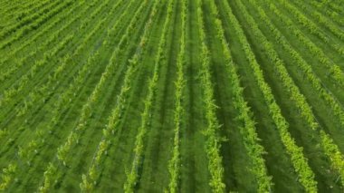 Üzüm bağında sıra sıra uçan asma manzarası.