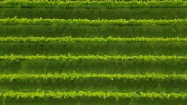 Üzüm bağında sıra sıra uçan asma manzarası.