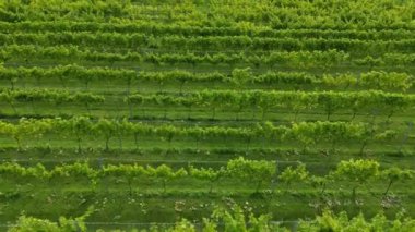 Üzüm bağında sıra sıra uçan asma manzarası.