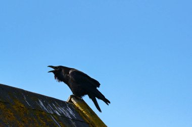 Silhouette of a black bird with beak open squawking on the roof of a building. Noise concept. clipart